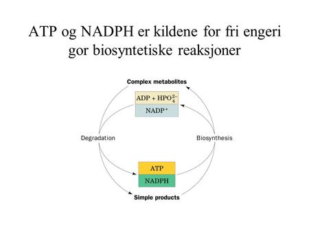 ATP og NADPH er kildene for fri engeri gor biosyntetiske reaksjoner
