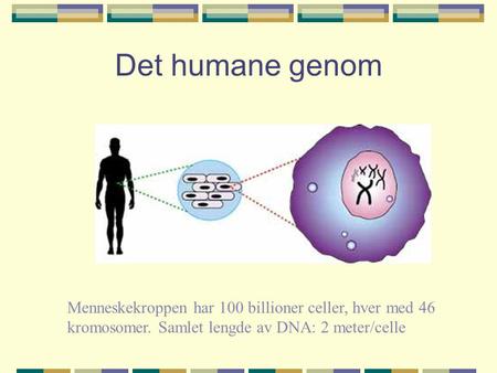 Det humane genom                                Menneskekroppen har 100 billioner celler, hver med 46 kromosomer. Samlet lengde av DNA: 2 meter/celle.