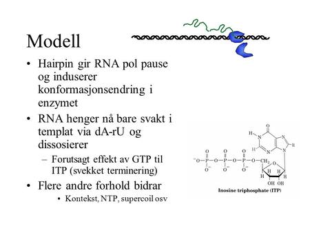 Modell Hairpin gir RNA pol pause og induserer konformasjonsendring i enzymet RNA henger nå bare svakt i templat via dA-rU og dissosierer Forutsagt effekt.