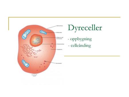 Dyreceller - oppbygning - celleånding