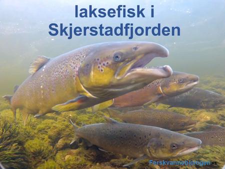 Status for vill anadrom laksefisk i Skjerstadfjorden