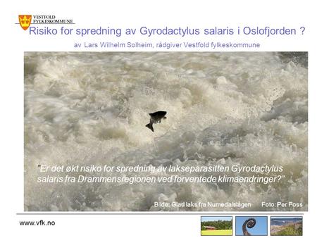 Risiko for spredning av Gyrodactylus salaris i Oslofjorden