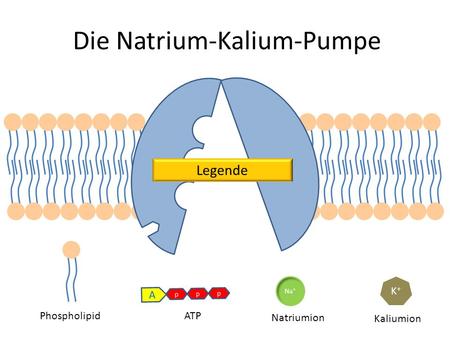 Die Natrium-Kalium-Pumpe