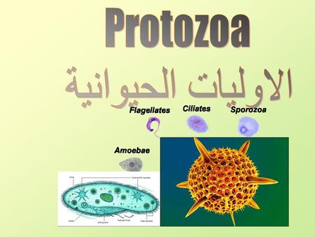 Protozoa الاوليات الحيوانية.