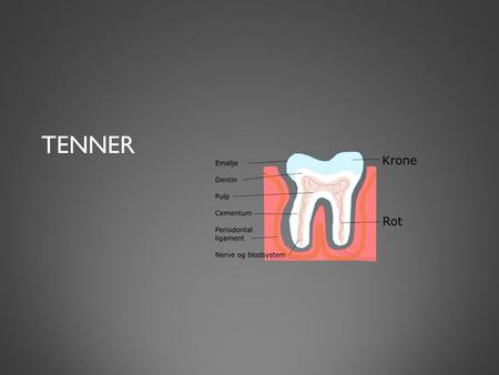 TENNER. TANNAS OPPBYGGING Emaljen danner det ytre laget av tanna. den er veldig hard og beskytter tannens krone. Emalje består av store krystaller hydroksyapatitt.