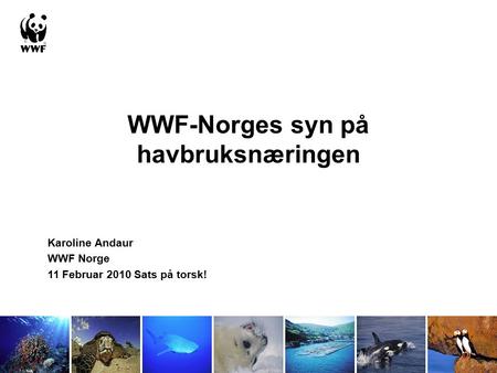 WWF-Norges syn på havbruksnæringen Karoline Andaur WWF Norge 11 Februar 2010 Sats på torsk!