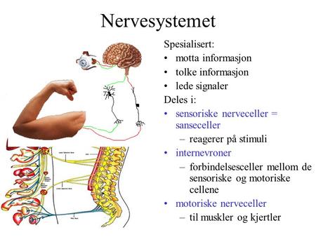 Nervesystemet Spesialisert: motta informasjon tolke informasjon