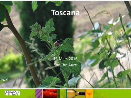 Toscana 11 Mars 2016 Tor Chr. Aure. Quiz Hva var Montalcino kjent for før 1865 og hvilke drue var hoved-druen i området da? Søte og ofte musserende viner.