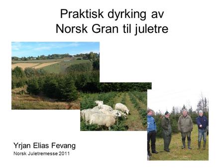 Praktisk dyrking av Norsk Gran til juletre Yrjan Elias Fevang Norsk Juletremesse 2011.