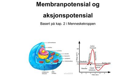 Membranpotensial og aksjonspotensial Basert på kap. 2 i Menneskekroppen.