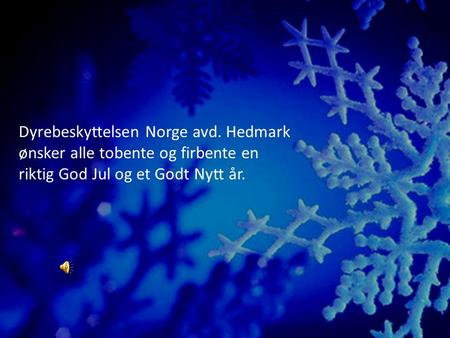 Dyrebeskyttelsen Norge avd. Hedmark ønsker alle tobente og firbente en riktig God Jul og et Godt Nytt år.