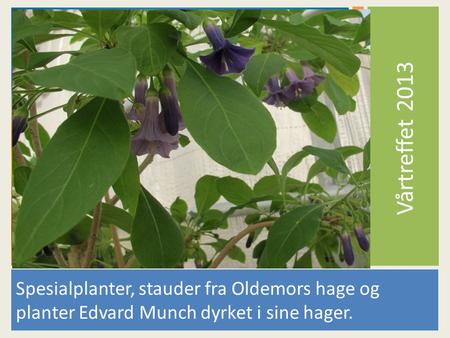 Vårtreffet 2013 Spesialplanter, stauder fra Oldemors hage og planter Edvard Munch dyrket i sine hager.
