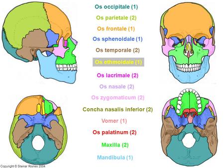 Concha nasalis inferior (2)