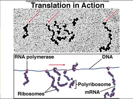 Translasjon Starter når initiell del av mRNA molekylet binder til rRNA i et ribosom. tRNA molekylet med komplementære antikodon binder til eksponerte kodon.