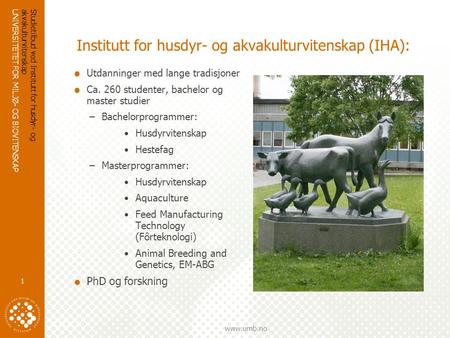 UNIVERSITETET FOR MILJØ- OG BIOVITENSKAP www.umb.no Studietilbud ved Institutt for husdyr- og akvakulturvitenskap 1 Institutt for husdyr- og akvakulturvitenskap.
