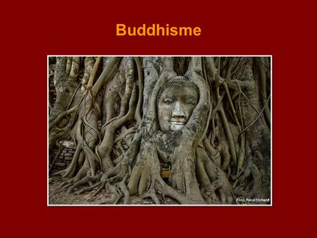 Buddhisme Bilde: Buddha-hode blant røtter i Thailand.