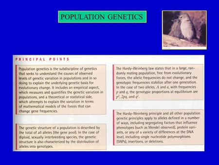 POPULATION GENETICS. POPULATION GENETICS.