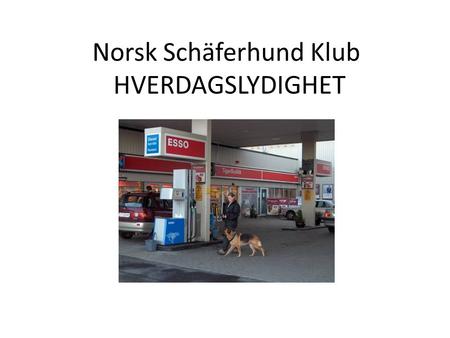Norsk Schäferhund Klub HVERDAGSLYDIGHET