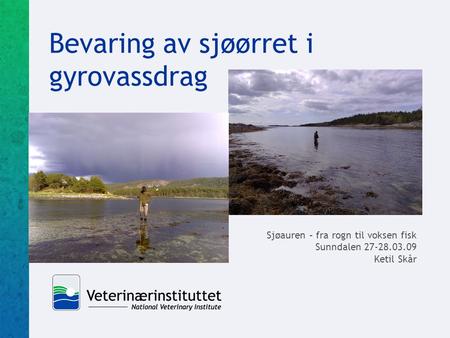 Bevaring av sjøørret i gyrovassdrag Sjøauren – fra rogn til voksen fisk Sunndalen 27-28.03.09 Ketil Skår.