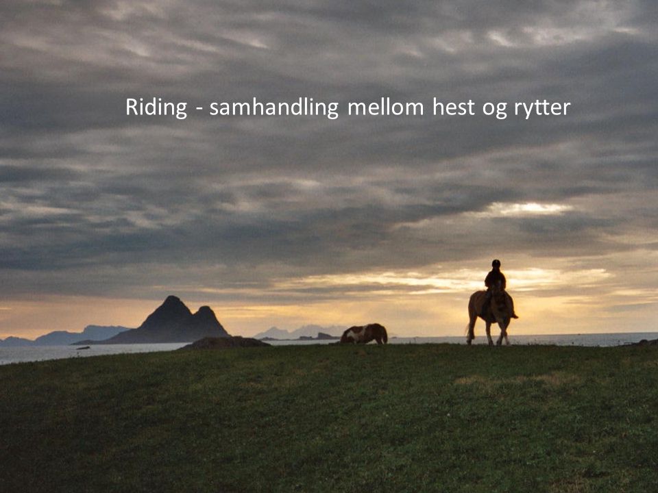 Riding - samhandling mellom hest og rytter