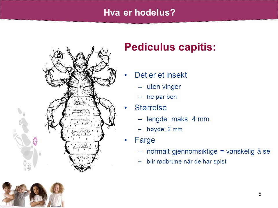 Pediculus capitis: Det er et insekt Størrelse Farge uten vinger