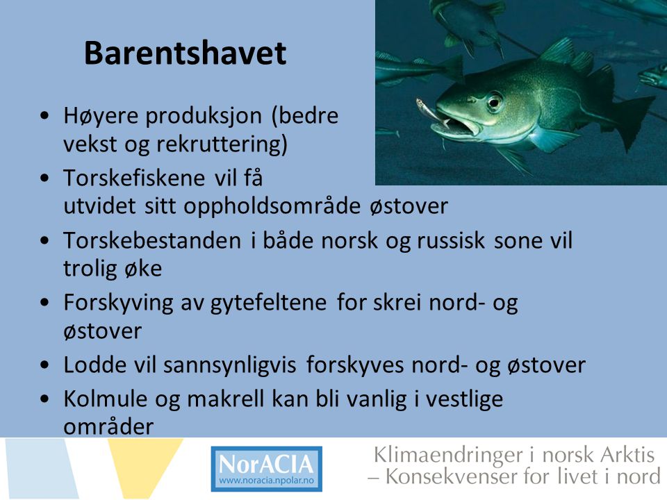 Barentshavet Høyere produksjon (bedre vekst og rekruttering)