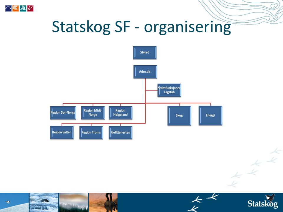 Statskog SF - organisering