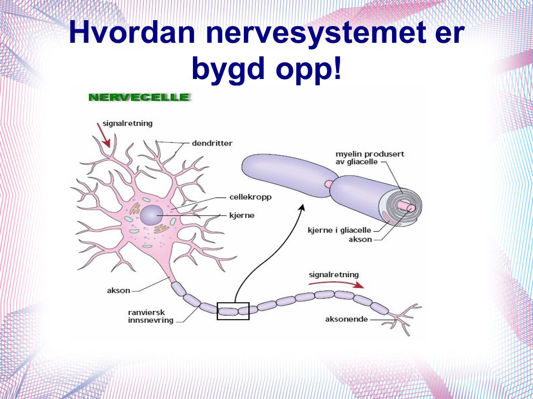 Hvordan nervesystemet er bygd opp!