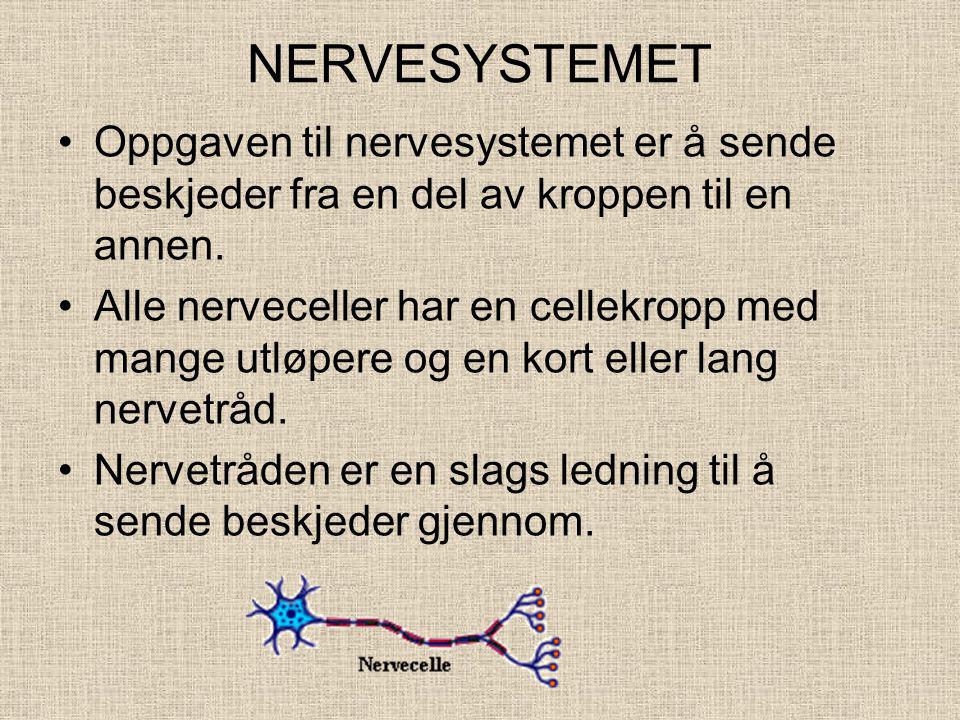 NERVESYSTEMET Oppgaven til nervesystemet er å sende beskjeder fra en del av kroppen til en annen.