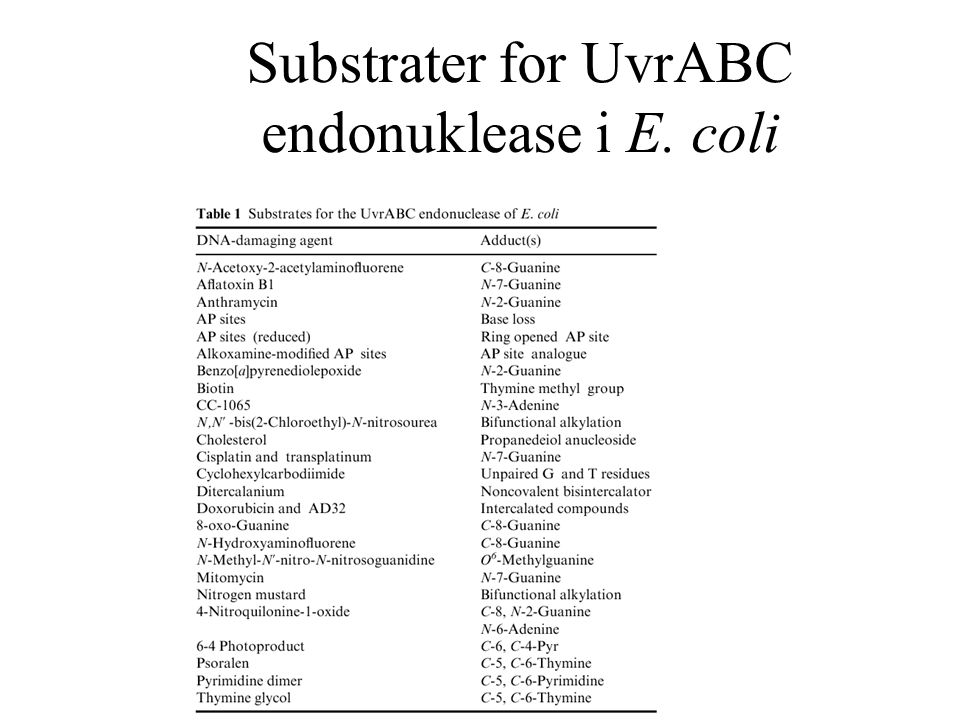 Substrater for UvrABC endonuklease i E. coli