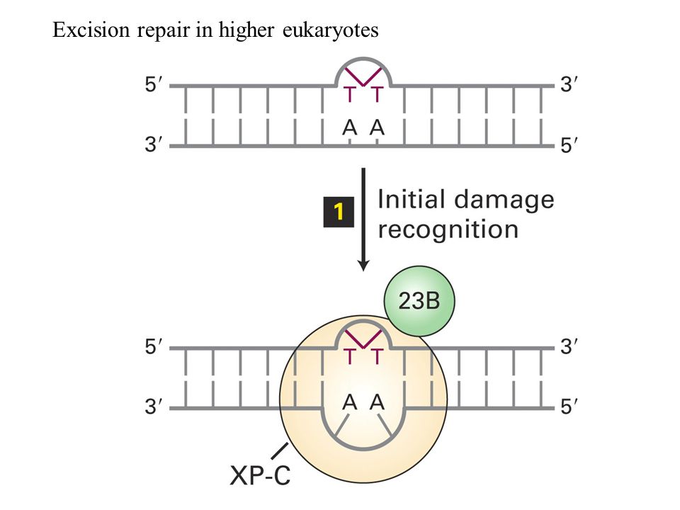 Excision repair in higher eukaryotes