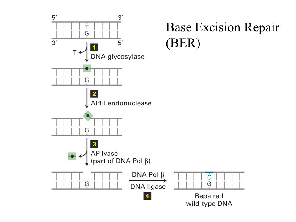 Base Excision Repair (BER)