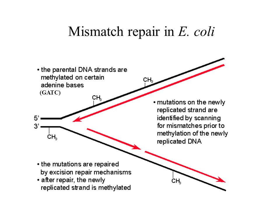 Mismatch repair in E. coli