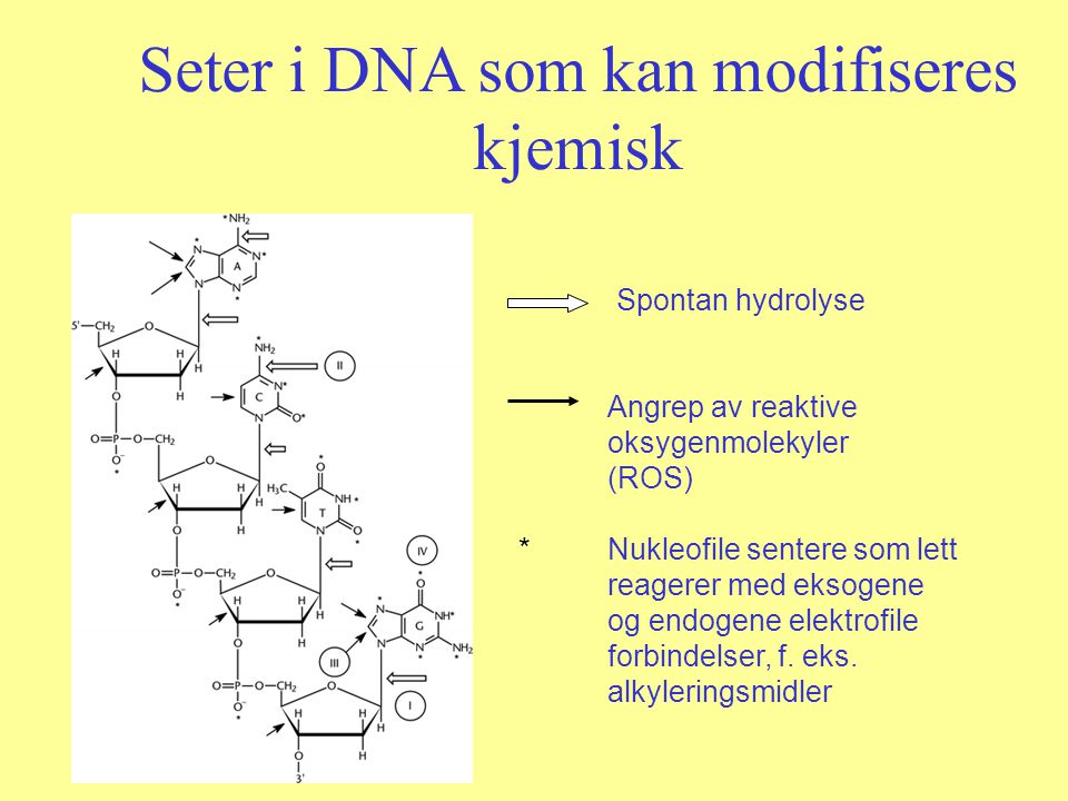Seter i DNA som kan modifiseres kjemisk