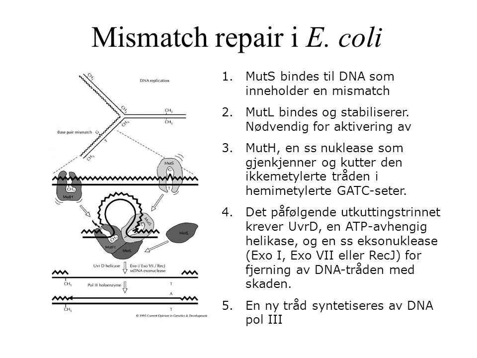 Mismatch repair i E. coli