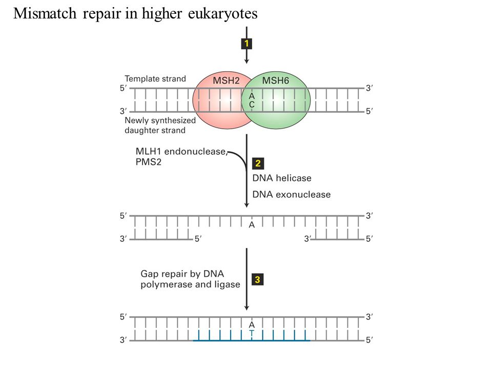 Mismatch repair in higher eukaryotes