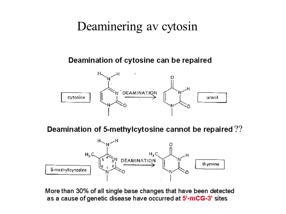 Deaminering av cytosin