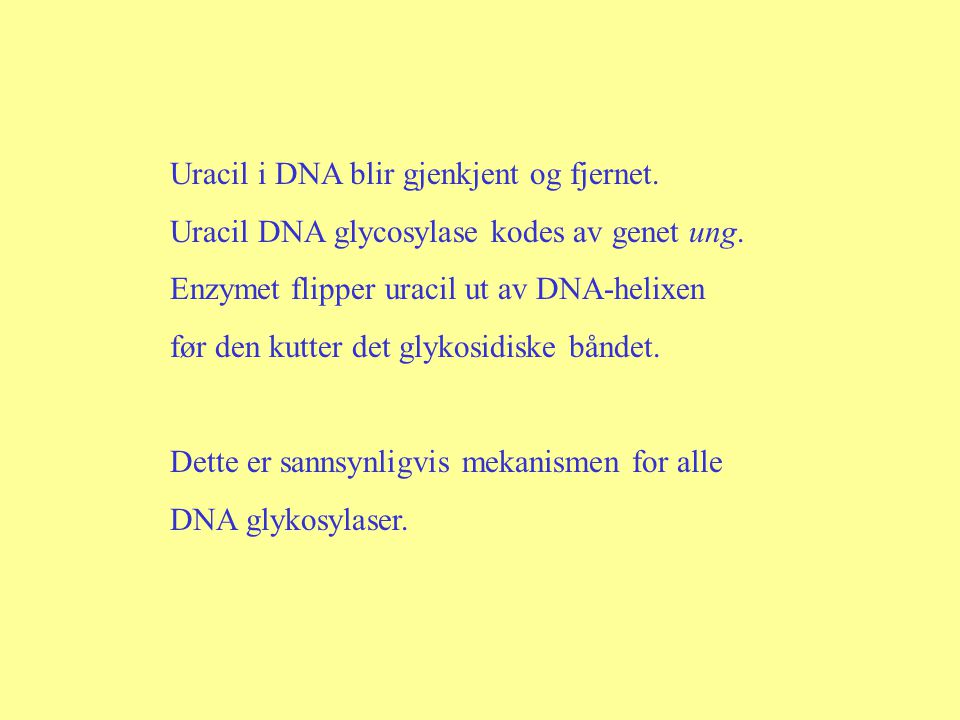 Uracil i DNA blir gjenkjent og fjernet.