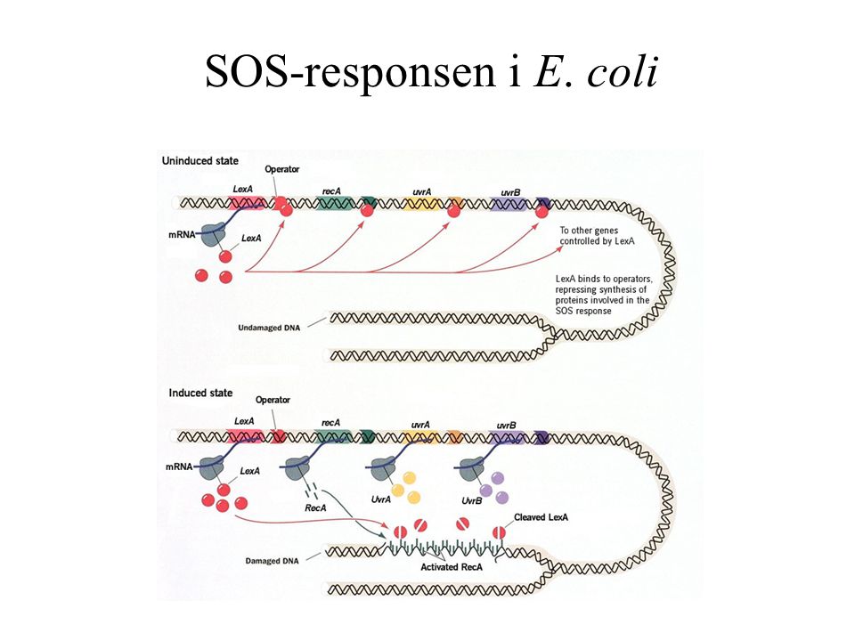 SOS-responsen i E. coli