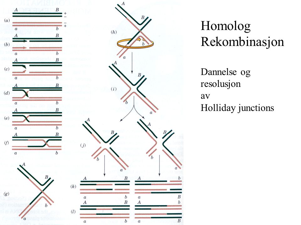 Homolog Rekombinasjon Dannelse og resolusjon av Holliday junctions
