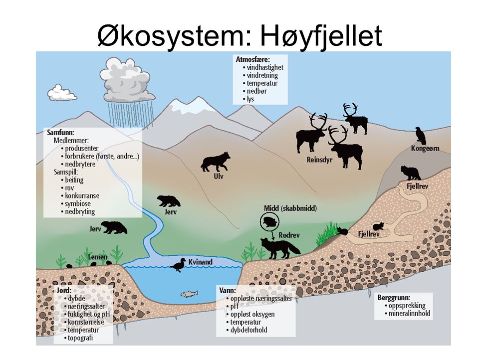 Økosystem: Høyfjellet