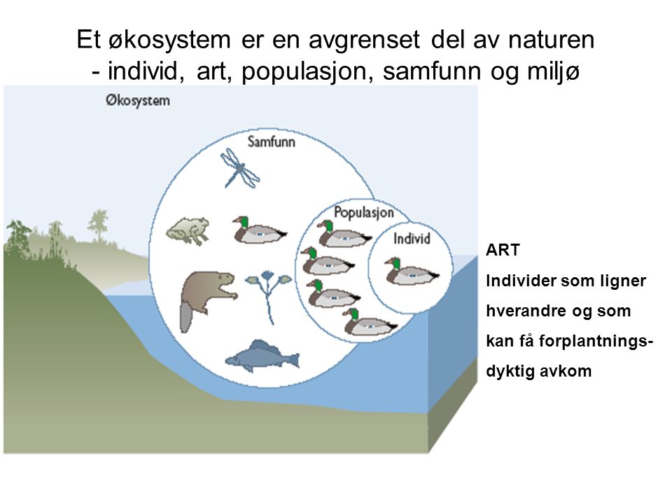 Et økosystem er en avgrenset del av naturen - individ, art, populasjon, samfunn og miljø