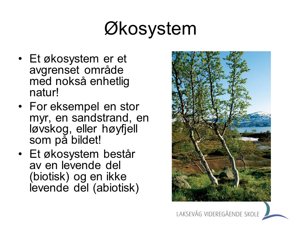 Økosystem Et økosystem er et avgrenset område med nokså enhetlig natur!