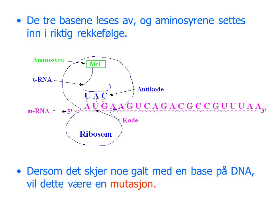 De tre basene leses av, og aminosyrene settes inn i riktig rekkefølge.