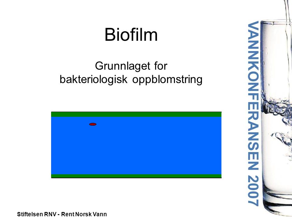 Biofilm Grunnlaget for bakteriologisk oppblomstring
