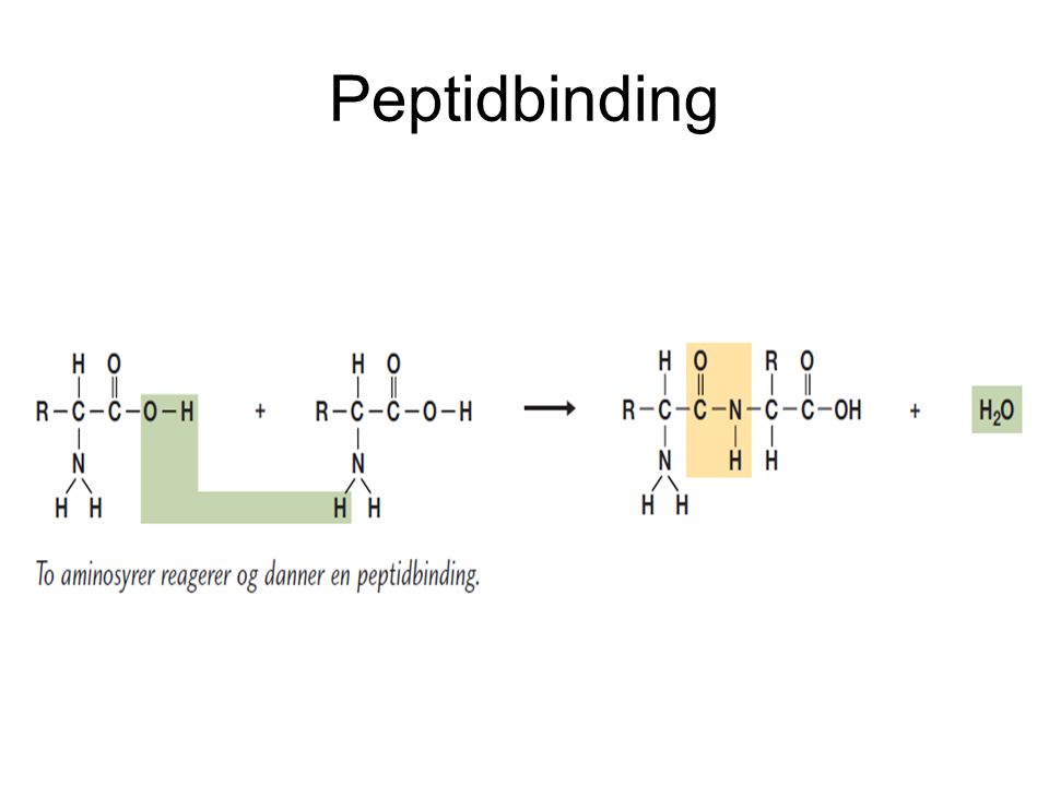 Peptidbinding