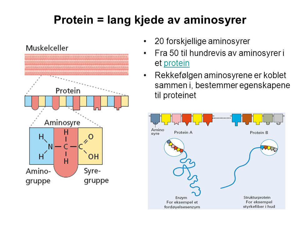 Protein = lang kjede av aminosyrer