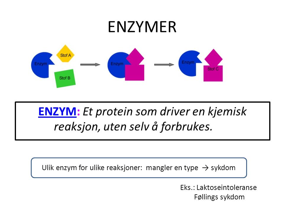 ENZYMER ENZYM: Et protein som driver en kjemisk reaksjon, uten selv å forbrukes. Ulik enzym for ulike reaksjoner: mangler en type → sykdom.