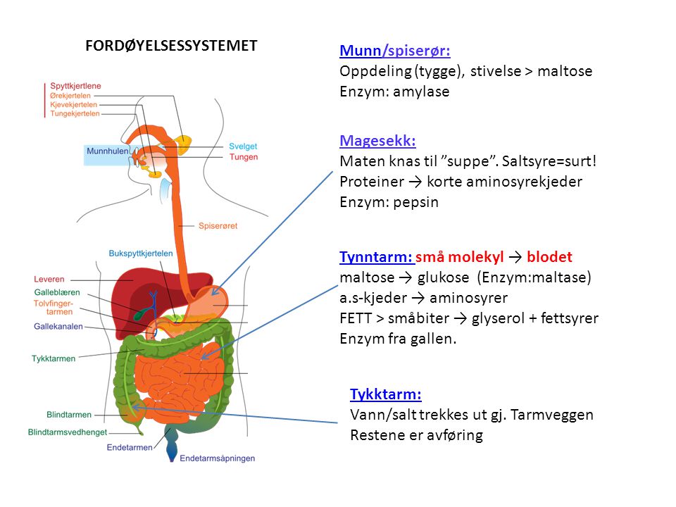 FORDØYELSESSYSTEMET Munn/spiserør: Oppdeling (tygge), stivelse > maltose Enzym: amylase. Magesekk: