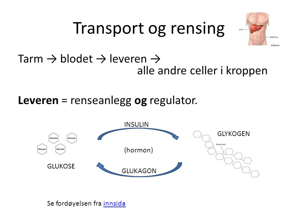 Transport og rensing Tarm → blodet → leveren → alle andre celler i kroppen Leveren = renseanlegg og regulator.